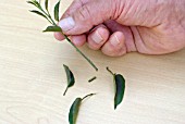 PROPAGATING FROM SOFT CUTTINGS - STEM CUT ACROSS A LEAF JOINT, LOWER LEAVES REMOVED.