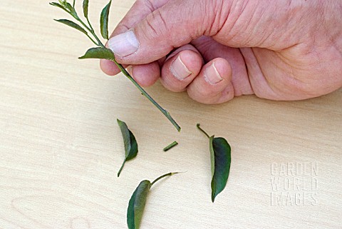 PROPAGATING_FROM_SOFT_CUTTINGS__STEM_CUT_ACROSS_A_LEAF_JOINT_LOWER_LEAVES_REMOVED