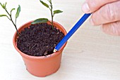 PROPAGATING FROM SOFT CUTTINGS - USING PENCIL TO MAKE HOLES, TO AVOID DAMAGE  TO STEM.