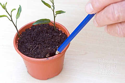 PROPAGATING_FROM_SOFT_CUTTINGS__USING_PENCIL_TO_MAKE_HOLES_TO_AVOID_DAMAGE__TO_STEM