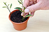 PROPAGATING FROM SOFT CUTTINGS - INSERTING PREPARED CUTTINGS.