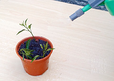 PROPAGATING_FROM_SOFT_CUTTINGS__SPRAYING_WITH_WATER_TO_PREVENT_WILTING