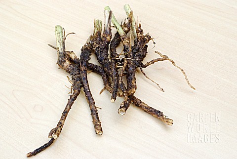 PROPAGATING_FROM_ROOT_CUTTINGS__ROOT_MASS_EXCAVATED_AND_WASHED_READY_TO_EXTRACT_ROOT_CUTTINGS