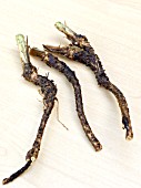 PROPAGATING FROM ROOT CUTTINGS - TAPROOTS SEPARATED OUT FROM ROOT MASS, READY FOR MAKING CUTTINGS.