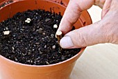 PROPAGATING FROM ROOT CUTTINGS - CUTTINGS BEING INSERTED INTO COMPOST