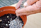 PROPAGATING FROM ROOT CUTTINGS - ADDING A LAYER OF COARSE GRIT