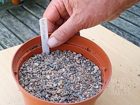 PROPAGATING_FROM_ROOT_CUTTINGS__INSERTING_LABEL_AFTER_APPLYING_GRIT_LAYER_ON_SURFACE