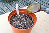 PROPAGATING FROM ROOT CUTTINGS - WATERING THE POT AFTER INSERTING THE ROOT CUTTINGS.