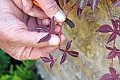 PROPAGATING FROM SOFT CUTTINGS -  SUITABLE YOUNG SHOOT FROM PARTHENOCISSUS HENRYANA TRIMMED AND READY TO REMOVE