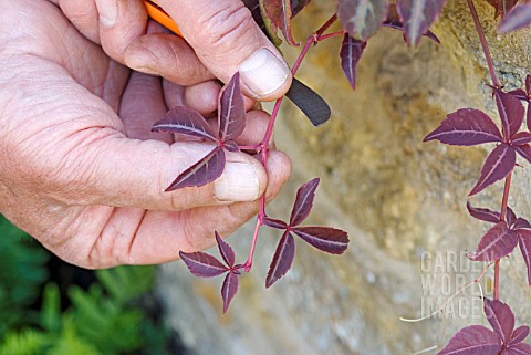 PROPAGATING_FROM_SOFT_CUTTINGS___SUITABLE_YOUNG_SHOOT_FROM_PARTHENOCISSUS_HENRYANA_TRIMMED_AND_READY
