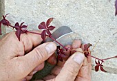 PROPAGATING FROM SOFT CUTTINGS - SELECTING SUITABLE YOUNG SHOOT FROM PARTHENOCISSUS HENRYANA