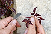 PROPAGATING FROM SOFT CUTTINGS -  SUITABLE YOUNG SHOOT FROM PARTHENOCISSUS HENRYANA REMOVED, READY FOR PREPARATION