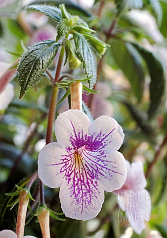 ACHIMENES_AMBROISE_VERSCHAFFELT__HOT_WATER_PLANT