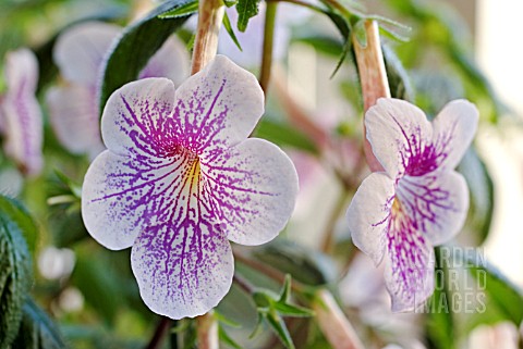 ACHIMENES_AMBROISE_VERSCHAFFELT__HOT_WATER_PLANT