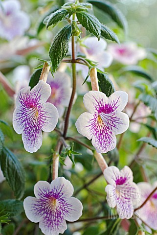 ACHIMENES_AMBROISE_VERSCHAFFELT__HOT_WATER_PLANT