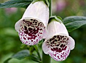 DIGITALIS PURPUREA, FOXGLOVE, PALE FORM, CLOSE-UP OF FLOWER SHOWING SPOTTED THROAT
