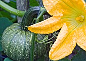 SQUASH PLANT IN THE RAIN SHOWING FLOWER AND NEWLY FORMED FRUIT.