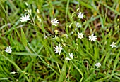 LESSER STITCHWORT, STELLARIA GRAMINEA, GROWING IN GRASS