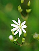 STELLARIA GRAMINEA, LESSER STITCHWORT