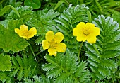 POTENTILLA ANSERINA, SILVERWEED