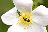 THICK LEGGED FLOWER BEETLES, OEDEMERA NOBILIS, ON DOG ROSE