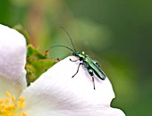 THICK LEGGED FLOWER BEETLE, OEDEMERA NOBILIS