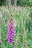 DIGITALIS PURPUREA, FOXGLOVES IN A WOODLAND SETTING