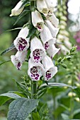 DIGITALIS PURPUREA