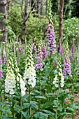 DIGITALIS PURPUREA, FOXGLOVES IN A WOODLAND SETTING.