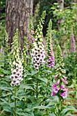 DIGITALIS PURPUREA, FOXGLOVES IN A WOODLAND SETTING.