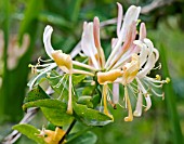 LONICERA PERICLYMENUM, WILD HONEYSUCKLE