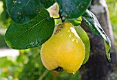 QUINCE, CYDONIA OBLONGA, RIPE HANGING FRUIT IN THE RAIN