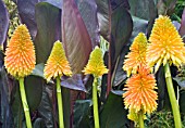 KNIPHOFIA ROOPERI WITH CANNA WYOMING