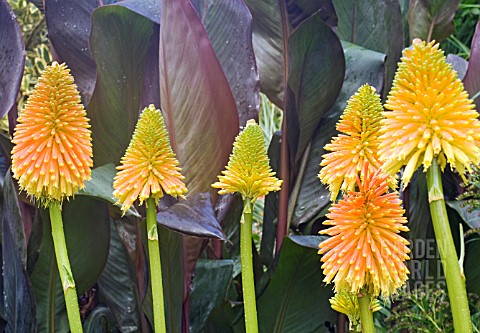 KNIPHOFIA_ROOPERI_WITH_CANNA_WYOMING