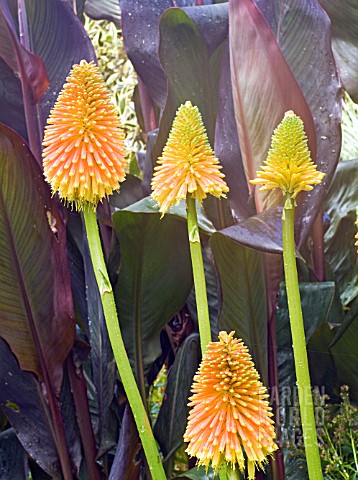 KNIPHOFIA_ROOPERI_WITH_CANNA_WYOMING