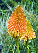 KNIPHOFIA ROOPERI