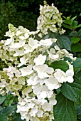 HYDRANGEA PANICULATA UNIQUE