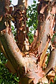 ACER GRISEUM, PAPERBARK MAPLE, SHOWING BARK