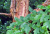 ACER GRISEUM, PAPER BARK MAPLE, SHOWING BARK AND FOLIAGE