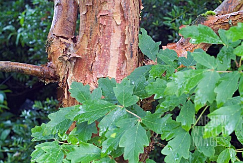 ACER_GRISEUM_PAPER_BARK_MAPLE_SHOWING_BARK_AND_FOLIAGE