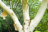 BETULA UTILIS VAR JACQUEMONTII SILVER SHADOW SHOWING BARK.