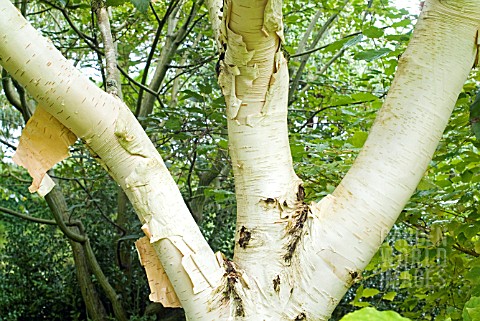 BETULA_UTILIS_VAR_JACQUEMONTII_SILVER_SHADOW_SHOWING_BARK