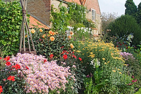 AUTUMN_BORDER_AT_WAKEFIELDS_IN_SEPTEMBER_WITH_CHRYSANTHEMUMS_MARY_STOKER_APRICOT_AND_CLARA_CURTIS_PI