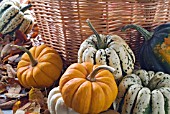 PUMPKINS AND SQUASHES WITH BASKET AND AUTUMN LEAVES