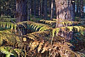 BRACKEN IN PINE WOODS IN AUTUMN