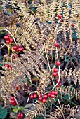 BLACK BRYONY,TAMUS COMMUNIS, BERRIES WITH BRACKEN, PTERIDIUM AQUILINUM DYING FOLIAGE