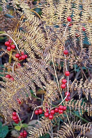 BLACK_BRYONYTAMUS_COMMUNIS_BERRIES_WITH_BRACKEN_PTERIDIUM_AQUILINUM_DYING_FOLIAGE