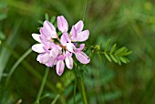 CROWN VETCH, SECURIGERA VARIA, CLOSE-UP OF FLOWER