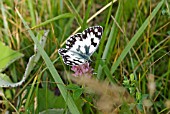 MARBLED WHITE BUTTERFLY, MELANARGIA GALATHEA, FEEDING ON RED CLOVER, TRIFOLIUM PRATENSE