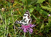 MARBLED WHITE BUTTERFLY, MELANARGIA GALATHEA, FEEDING ON CENTAUREA PHRYGIA